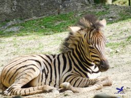 Tiergarten Schönbrunn am 11.April 2024